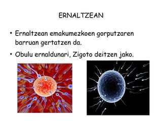 ERNALTZEAN 
● Ernaltzean emakumezkoen gorputzaren 
barruan gertatzen da. 
● Obulu ernaldunari, Zigoto deitzen jako. 
 