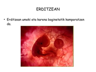 ERDITZEAN 
● Erditzean umeki eta karena baginetatik kamporatzen 
da. 
 