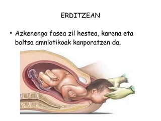 ERDITZEAN 
● Azkenengo fasea zil hestea, karena eta 
boltsa amniotikoak kanporatzen da. 
 