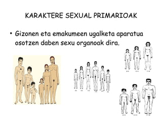 KARAKTERE SEXUAL PRIMARIOAK 
● Gizonen eta emakumeen ugalketa aparatua 
osotzen daben sexu organoak dira. 
 