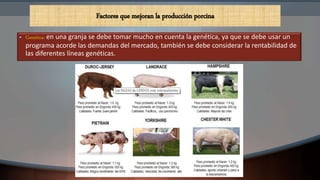 Factores que mejoran la producción porcina
• Genética: en una granja se debe tomar mucho en cuenta la genética, ya que se debe usar un
programa acorde las demandas del mercado, también se debe considerar la rentabilidad de
las diferentes líneas genéticas.
 