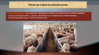 • Sistema de producción. Los sistemas segregados facilitan el control de las enfermedades,
incluso la erradicación, a menor prevalencia e incidencia de enfermedades
le corresponde mayor nivel de producción.
Factores que mejoran la producción porcina
 