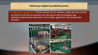 • Instalaciones y equipamiento. El buen diseño de las casetas y salas para los cerdos
así como el uso de los equipos con alto desarrollo tecnológico que
además proporcionan bienestar a los cerdos, garantiza mas producción
siempre
Factores que mejoran la producción porcina
 