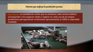 • Flujo Productivo. La cantidad de cerdos que se producen cada semana deberá
corresponder a los espacios vitales o lugares en cada una de las etapas
productivas para garantizar el bienestar aprovechando al 100% la capacidad
instalada
Factores que mejoran la producción porcina
 