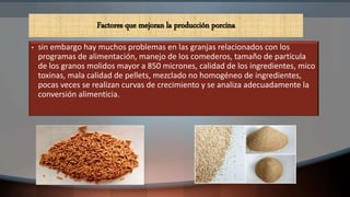 • sin embargo hay muchos problemas en las granjas relacionados con los
programas de alimentación, manejo de los comederos, tamaño de partícula
de los granos molidos mayor a 850 micrones, calidad de los ingredientes, mico
toxinas, mala calidad de pellets, mezclado no homogéneo de ingredientes,
pocas veces se realizan curvas de crecimiento y se analiza adecuadamente la
conversión alimenticia.
Factores que mejoran la producción porcina
 