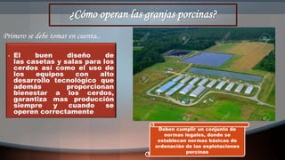 ¿Cómo operan las granjas porcinas?
• El buen diseño de
las casetas y salas para los
cerdos así como el uso de
los equipos con alto
desarrollo tecnológico que
además proporcionan
bienestar a los cerdos,
garantiza mas producción
siempre y cuando se
operen correctamente
Primero se debe tomar en cuenta..
Deben cumplir un conjunto de
normas legales, donde se
establecen normas básicas de
ordenación de las explotaciones
porcinas
 
