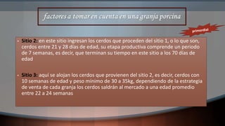 • Sitio 2: en este sitio ingresan los cerdos que proceden del sitio 1, o lo que son,
cerdos entre 21 y 28 días de edad, su etapa productiva comprende un periodo
de 7 semanas, es decir, que terminan su tiempo en este sitio a los 70 días de
edad
• Sitio 3: aquí se alojan los cerdos que provienen del sitio 2, es decir, cerdos con
10 semanas de edad y peso mínimo de 30 a 35kg, dependiendo de la estrategia
de venta de cada granja los cerdos saldrán al mercado a una edad promedio
entre 22 a 24 semanas
 