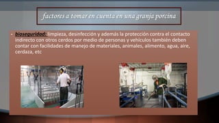 • bioseguridad: limpieza, desinfección y además la protección contra el contacto
indirecto con otros cerdos por medio de personas y vehículos también deben
contar con facilidades de manejo de materiales, animales, alimento, agua, aire,
cerdaza, etc
 