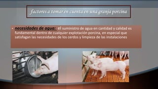 • necesidades de agua: el suministro de agua en cantidad y calidad es
fundamental dentro de cualquier explotación porcina, en especial que
satisfagan las necesidades de los cerdos y limpieza de las instalaciones
 