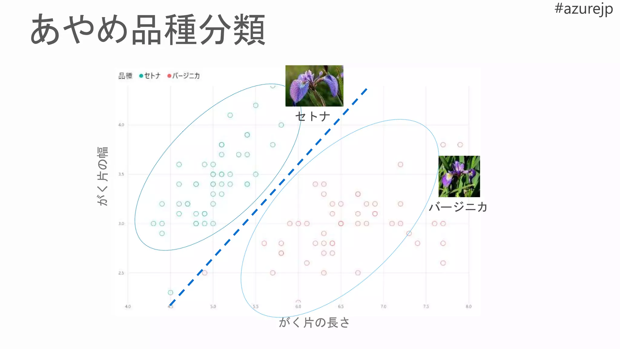 セトナ
バージニカ
がく片の幅
がく片の長さ
 