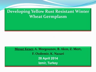 Developing Yellow Rust Resistant Winter
Wheat Germplasm
Mesut Keser, A. Morgounov, B. Akın, Z. Mert,
F. Ozdemir, K. Nazari
28 April 2014
Izmir, Turkey
 
