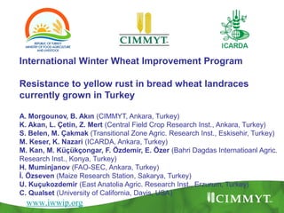 International Winter Wheat Improvement Program
Resistance to yellow rust in bread wheat landraces
currently grown in Turkey
A. Morgounov, B. Akın (CIMMYT, Ankara, Turkey)
K. Akan, L. Çetin, Z. Mert (Central Field Crop Research Inst., Ankara, Turkey)
S. Belen, M. Çakmak (Transitional Zone Agric. Research Inst., Eskisehir, Turkey)
M. Keser, K. Nazari (ICARDA, Ankara, Turkey)
M. Kan, M. Küçükçongar, F. Özdemir, E. Özer (Bahri Dagdas Internatioanl Agric.
Research Inst., Konya, Turkey)
H. Muminjanov (FAO-SEC, Ankara, Turkey)
İ. Özseven (Maize Research Station, Sakarya, Turkey)
U. Kuçukozdemir (East Anatolia Agric. Research Inst., Erzurum, Turkey)
C. Qualset (University of California, Davis, USA)
www.iwwip.org
 