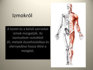 Izmokról
A testet és a belső szerveket
izmok mozgatják. Az
izomszövet rostokból
áll, melyek összehúzódása és
elernyedése hozza létre a
mozgást.
 
