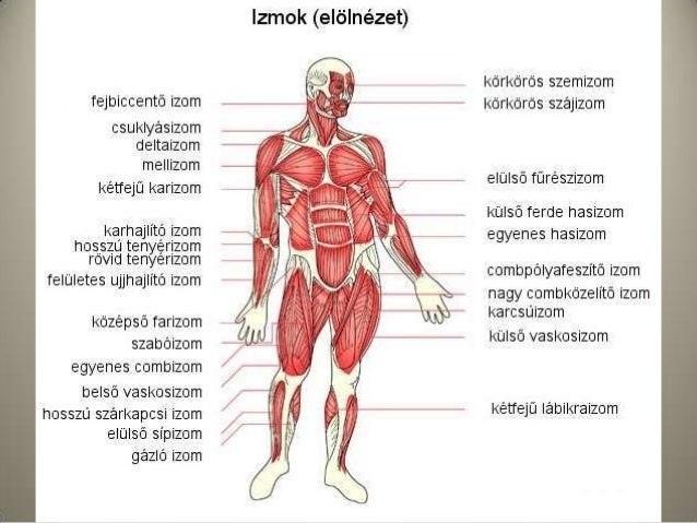 Izmokr l izmokr-l
