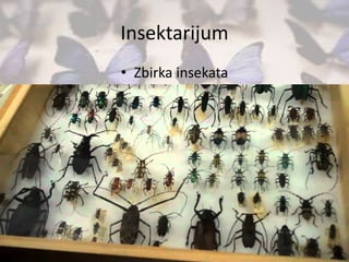 Insektarijum
• Zbirka insekata
 