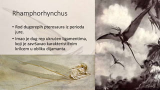 Rhamphorhynchus
• Rod dugorepih pterosaura iz perioda
jure.
• Imao je dug rep ukrućen ligamentima,
koji je završavao karakterističnim
krilcem u obliku dijamanta.
 