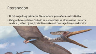 Pteranodon
• U želucu jednog primerka Pteranodona pronađene su kosti riba.
• Zbog njihove veličine često ih se uspoređuje sa albatrosima i smatra
se da su, slično njima, koristili morske vetrove za jedrenje nad vodom.
 