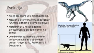 Evolucija
• Kreće pre skoro 250 miliona godina.
• Najstarija otkrivena vrsta je Eoraptor
lunensis, odnosno jutarnji kradljivac.
• Narednih 140 miliona godina
dinosaurusi su bili dominantni na
Zemlji.
• Ono što danas znamo o izumrlim
gmizavcima je da su obuhvatali
grupe: Ichtyosauria, Pterosauria i
Dinosauria.
 