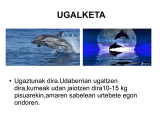UGALKETA
● Ugaztunak dira.Udaberrian ugaltzen
dira,kumeak udan jaiotzen dira10-15 kg
pisuarekin,amaren sabelean urtebete egon
ondoren.
 