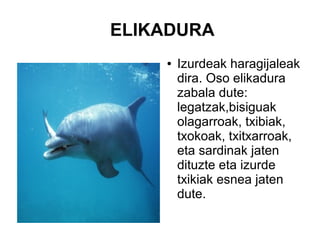 ELIKADURA
● Izurdeak haragijaleak
dira. Oso elikadura
zabala dute:
legatzak,bisiguak
olagarroak, txibiak,
txokoak, txitxarroak,
eta sardinak jaten
dituzte eta izurde
txikiak esnea jaten
dute.
 