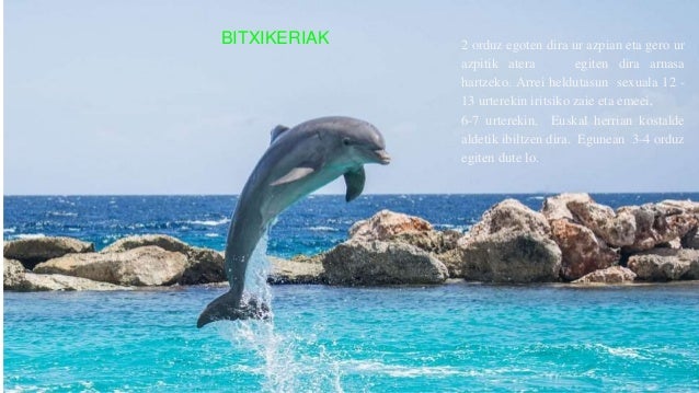 Izurdea Izurdea