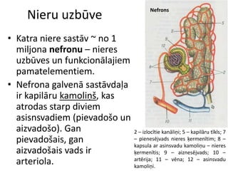 Nefrons
    Nieru uzbūve
• Katra niere sastāv ~ no 1
  miljona nefronu – nieres
  uzbūves un funkcionālajiem
  pamatelementiem.
• Nefrona galvenā sastāvdaļa
  ir kapilāru kamoliņš, kas
  atrodas starp diviem
  asisnsvadiem (pievadošo un
  aizvadošo). Gan              2 – izlocītie kanāliņi; 5 – kapilāru tīkls; 7
  pievadošais, gan             – pienesējvads nieres ķermenītim; 8 –
                               kapsula ar asinsvadu kamoliņu – nieres
  aizvadošais vads ir          ķermenītis; 9 – aiznesējvads; 10 –
  arteriola.                   artērija; 11 – vēna; 12 – asinsvadu
                               kamoliņi.
 
