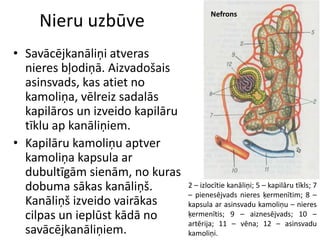Nefrons
    Nieru uzbūve
• Savācējkanāliņi atveras
  nieres bļodiņā. Aizvadošais
  asinsvads, kas atiet no
  kamoliņa, vēlreiz sadalās
  kapilāros un izveido kapilāru
  tīklu ap kanāliņiem.
• Kapilāru kamoliņu aptver
  kamoliņa kapsula ar
  dubultīgām sienām, no kuras
  dobuma sākas kanāliņš.          2 – izlocītie kanāliņi; 5 – kapilāru tīkls; 7
                                  – pienesējvads nieres ķermenītim; 8 –
  Kanāliņš izveido vairākas       kapsula ar asinsvadu kamoliņu – nieres
  cilpas un ieplūst kādā no       ķermenītis; 9 – aiznesējvads; 10 –
                                  artērija; 11 – vēna; 12 – asinsvadu
  savācējkanāliņiem.              kamoliņi.
 