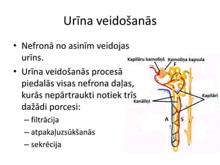 Urīna veidošanās
• Nefronā no asinīm veidojas
  urīns.
• Urīna veidošanās procesā
  piedalās visas nefrona daļas,
  kurās nepārtraukti notiek trīs
  dažādi porcesi:
  – filtrācija
  – atpakaļuzsūkšanās
  – sekrēcija
 