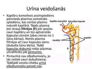 Urīna veidošanās
• Kapilāru kamoliņos assinspiediens
  pārsniedz plazmas osmotisko
  spiedienu, kas cenšas plazmu
  noturēt kapilārā. Tāpēc plazma
  ļoti strauji filtrējas (F) jeb spiežas
  cauri kapilāru un tos aptverošās
  kapsulas sienām (abas sienas no 1
  šūnu kārtas). Nierēs plazma
  filtrējas arī caur kapsulas sienu
  (dubulta šūnu kārta). Tādēļ
  kapsulas dobumā rodas plazmas
  ultrafiltrāts jeb pirmurīns.
• Pirmurīnā nav olbaltumvielu, jo
  tās netiek cauri dubultsienai.
  Tādējādi vesela cilvēka urīnā
  olbaltumvielu parasti nav.
 