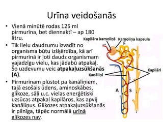 Urīna veidošanās
• Vienā minūtē rodas 125 ml
  pirmurīna, bet diennaktī – ap 180
  litru.
• Tik lielu daudzumu izvadīt no
  organisma būtu izšķērdība, kā arī
  pirmurīnā ir ļoti daudz organismam
  vajadzīgu vielu, kas jādabū atpakaļ.
  Šo uzdevumu veic atpakaļuzsūkšanās
  (A).
• Pirmurīnam plūstot pa kanāliņiem,
  tajā esošais ūdens, aminoskābes,
  glikoze, sāļi u.c. vielas enerģētiski
  uzsūcas atpakaļ kapilāros, kas apvij
  kanāliņus. Glikozes atpakaļuzsūkšanās
  ir pilnīga, tāpēc normālā urīnā
  glikozes nav.
 