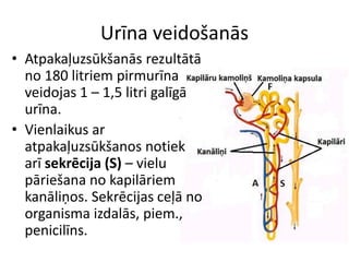 Urīna veidošanās
• Atpakaļuzsūkšanās rezultātā
  no 180 litriem pirmurīna
  veidojas 1 – 1,5 litri galīgā
  urīna.
• Vienlaikus ar
  atpakaļuzsūkšanos notiek
  arī sekrēcija (S) – vielu
  pāriešana no kapilāriem
  kanāliņos. Sekrēcijas ceļā no
  organisma izdalās, piem.,
  penicilīns.
 