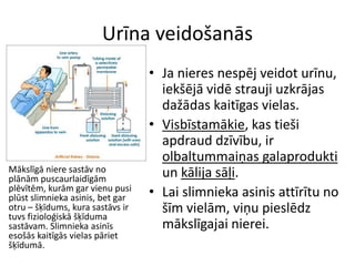Urīna veidošanās
                                  • Ja nieres nespēj veidot urīnu,
                                    iekšējā vidē strauji uzkrājas
                                    dažādas kaitīgas vielas.
                                  • Visbīstamākie, kas tieši
                                    apdraud dzīvību, ir
                                    olbaltummaiņas galaprodukti
Mākslīgā niere sastāv no            un kālija sāļi.
plānām puscaurlaidīgām
plēvītēm, kurām gar vienu pusi
plūst slimnieka asinis, bet gar   • Lai slimnieka asinis attīrītu no
otru – šķīdums, kura sastāvs ir
tuvs fizioloģiskā šķīduma
                                    šīm vielām, viņu pieslēdz
sastāvam. Slimnieka asinīs          mākslīgajai nierei.
esošās kaitīgās vielas pāriet
šķīdumā.
 