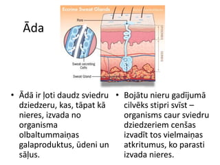 Āda



• Ādā ir ļoti daudz sviedru • Bojātu nieru gadījumā
  dziedzeru, kas, tāpat kā    cilvēks stipri svīst –
  nieres, izvada no           organisms caur sviedru
  organisma                   dziedzeriem cenšas
  olbaltummaiņas              izvadīt tos vielmaiņas
  galaproduktus, ūdeni un     atkritumus, ko parasti
  sāļus.                      izvada nieres.
 