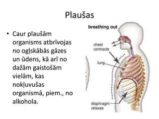 Plaušas
• Caur plaušām
  organisms atbrīvojas
  no ogļskābās gāzes
  un ūdens, kā arī no
  dažām gaistošām
  vielām, kas
  nokļuvušas
  organismā, piem., no
  alkohola.
 