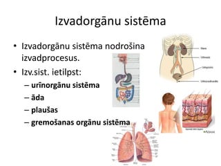 Izvadorgānu sistēma
• Izvadorgānu sistēma nodrošina
  izvadprocesus.
• Izv.sist. ietilpst:
  – urīnorgānu sistēma
  – āda
  – plaušas
  – gremošanas orgānu sistēma
 