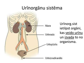 Urīnorgānu sistēma


                Urīnorg.sist
                ietilpst orgāni,
                kas veido urīnu
                un izvada to no
                organisma.
 