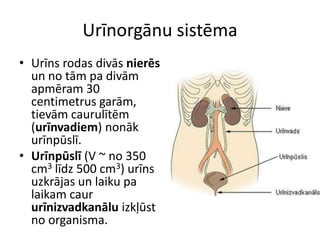Urīnorgānu sistēma
• Urīns rodas divās nierēs
  un no tām pa divām
  apmēram 30
  centimetrus garām,
  tievām caurulītēm
  (urīnvadiem) nonāk
  urīnpūslī.
• Urīnpūslī (V ~ no 350
  cm3 līdz 500 cm3) urīns
  uzkrājas un laiku pa
  laikam caur
  urīnizvadkanālu izkļūst
  no organisma.
 