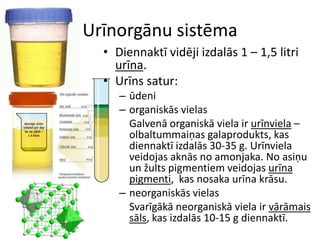 Urīnorgānu sistēma
  • Diennaktī vidēji izdalās 1 – 1,5 litri
    urīna.
  • Urīns satur:
     – ūdeni
     – organiskās vielas
       Galvenā organiskā viela ir urīnviela –
       olbaltummaiņas galaprodukts, kas
       diennaktī izdalās 30-35 g. Urīnviela
       veidojas aknās no amonjaka. No asiņu
       un žults pigmentiem veidojas urīna
       pigmenti, kas nosaka urīna krāsu.
     – neorganiskās vielas
       Svarīgākā neorganiskā viela ir vārāmais
       sāls, kas izdalās 10-15 g diennaktī.
 