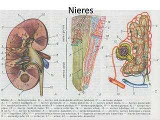 Nieres
 