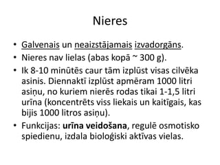 Nieres
• Galvenais un neaizstājamais izvadorgāns.
• Nieres nav lielas (abas kopā ~ 300 g).
• Ik 8-10 minūtēs caur tām izplūst visas cilvēka
  asinis. Diennaktī izplūst apmēram 1000 litri
  asiņu, no kuriem nierēs rodas tikai 1-1,5 litri
  urīna (koncentrēts viss liekais un kaitīgais, kas
  bijis 1000 litros asiņu).
• Funkcijas: urīna veidošana, regulē osmotisko
  spiedienu, izdala bioloģiski aktīvas vielas.
 