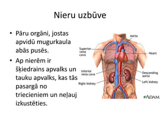 Nieru uzbūve
• Pāru orgāni, jostas
  apvidū mugurkaula
  abās pusēs.
• Ap nierēm ir
  šķiedrains apvalks un
  tauku apvalks, kas tās
  pasargā no
  triecieniem un neļauj
  izkustēties.
 