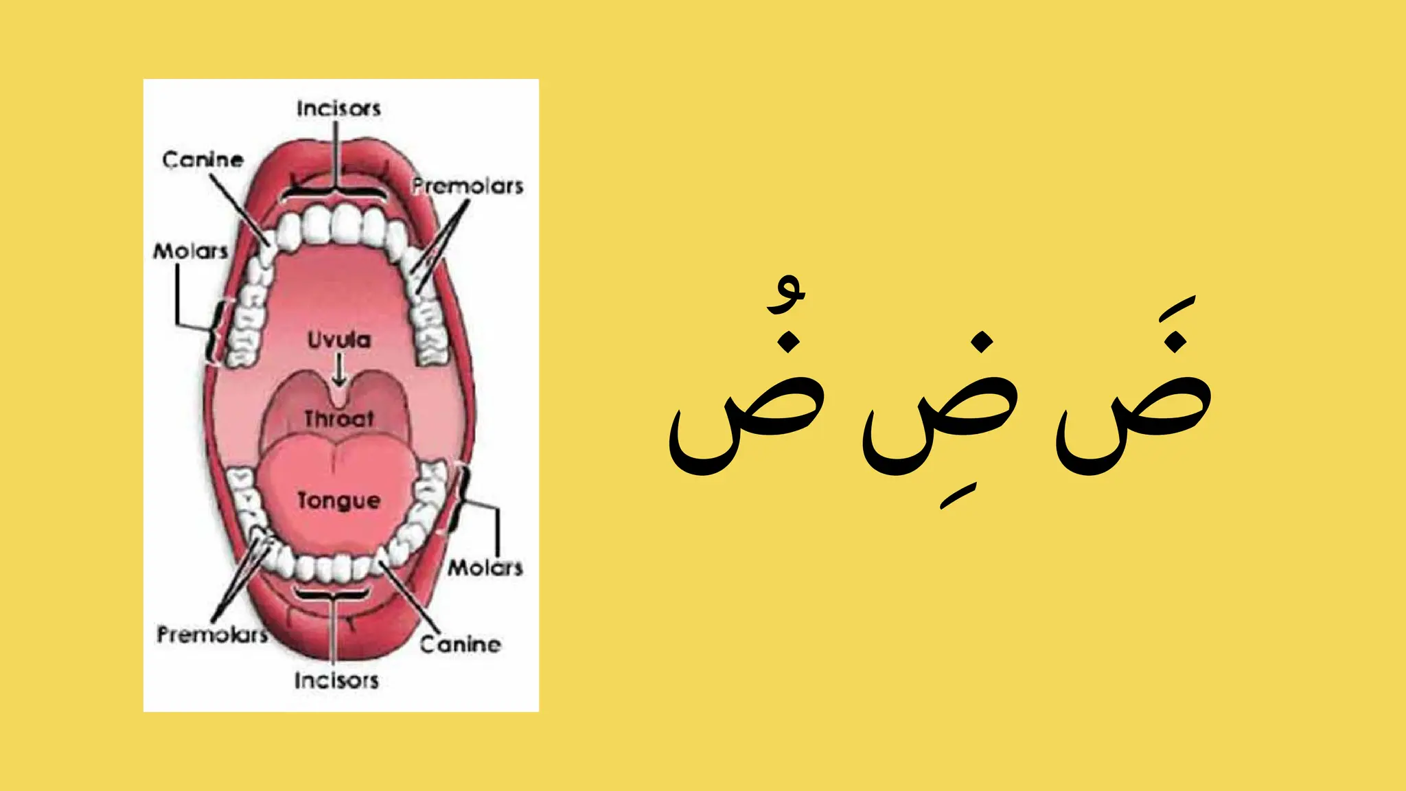 Arabic Alphabet Online Presentation Letter ض - ه | PDF