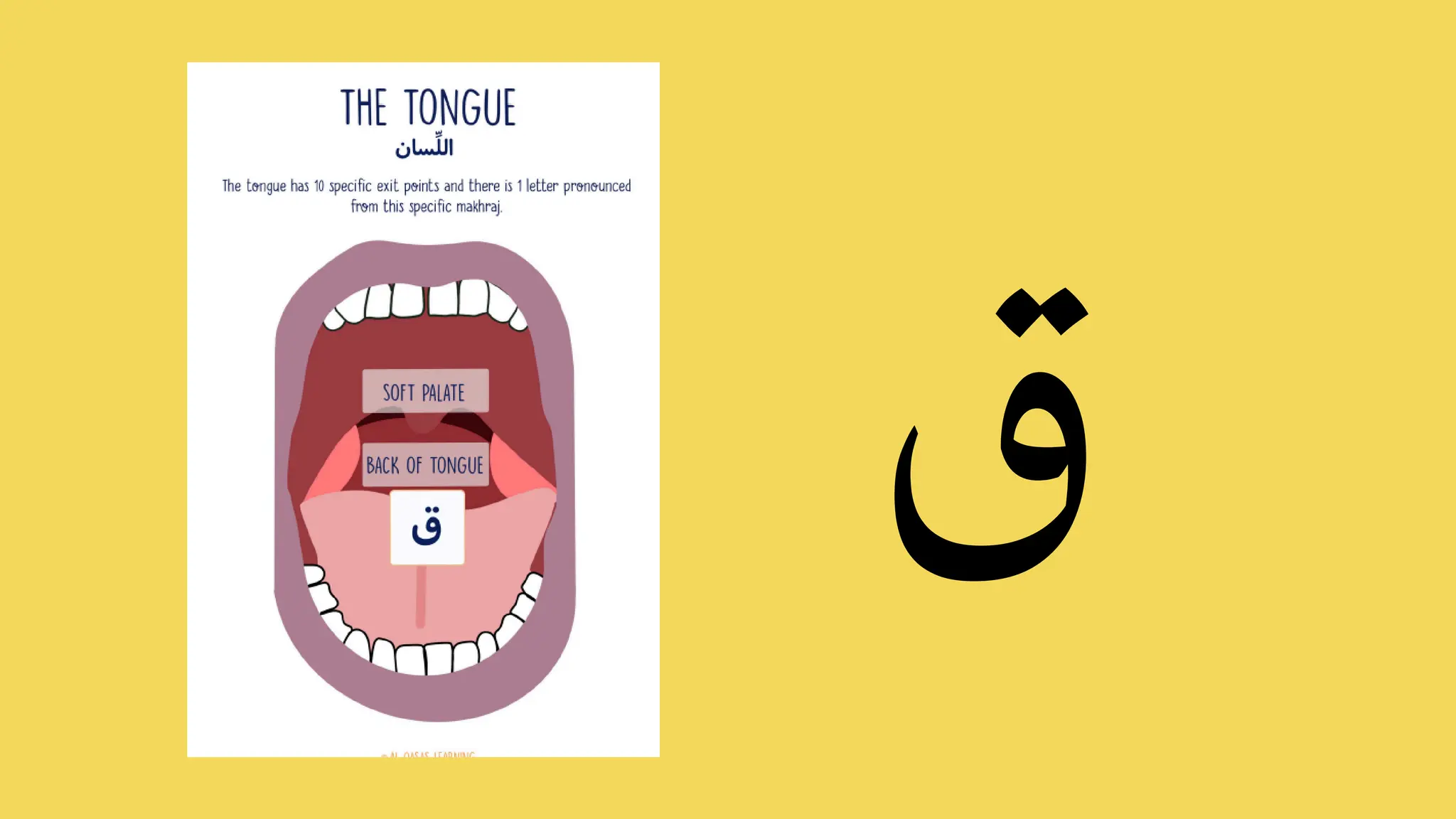 Arabic Alphabet Online Presentation Letter ض - ه | PDF