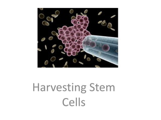 j Harvesting Stem Cells 