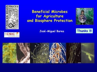 Thanks !!!
Beneficial Microbes
for Agriculture
and Biosphere Protection
B
A
B
A
B
José-Miguel Barea
 