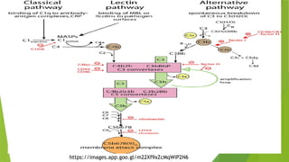 complement system activation and regulation and its types | PPTX