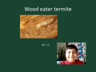 Wood eater termite by:  J.C 