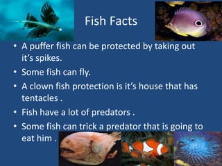 Fish FactsA puffer fish can be protected by taking out it’s spikes.Some fish can fly.A clown fish protection is it’s house that has tentacles .Fish have a lot of predators .Some fish can trick a predator that is going to eat him .