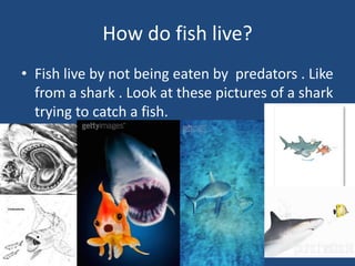 How do fish live?Fish live by not being eaten by  predators . Like from a shark . Look at these pictures of a shark trying to catch a fish. 