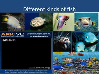 Different kinds of fish